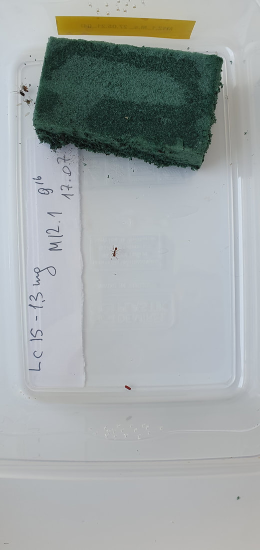 Behaviour (adoption ritual) experiment with M. scabrinodis and M. alcon 'cruciata' larva