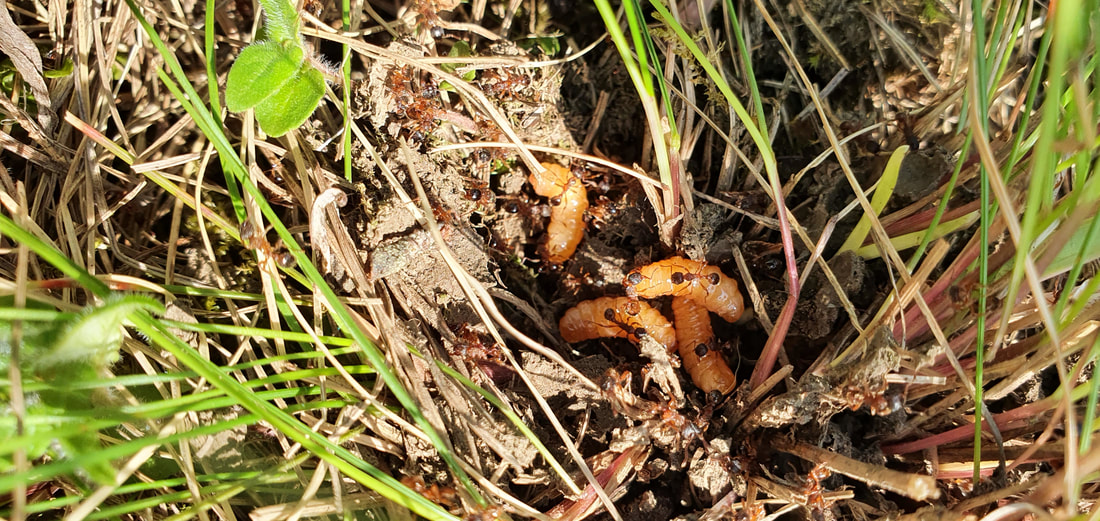 M. alcon 'pneumonanthe' larvae in Myrmica schencki host-ants nest