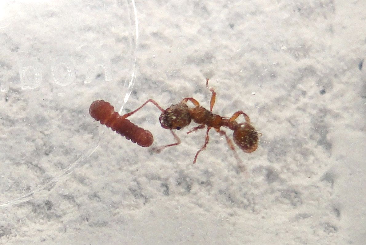 Myrmica scabrinodis ant asking for sweet droplets from Maculinea alcon larva