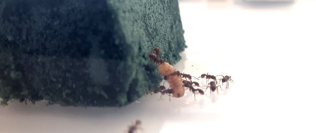 Maculinea alcon 'cruciata' larva and Myrmica scabrinodis host-ants in artificial nest