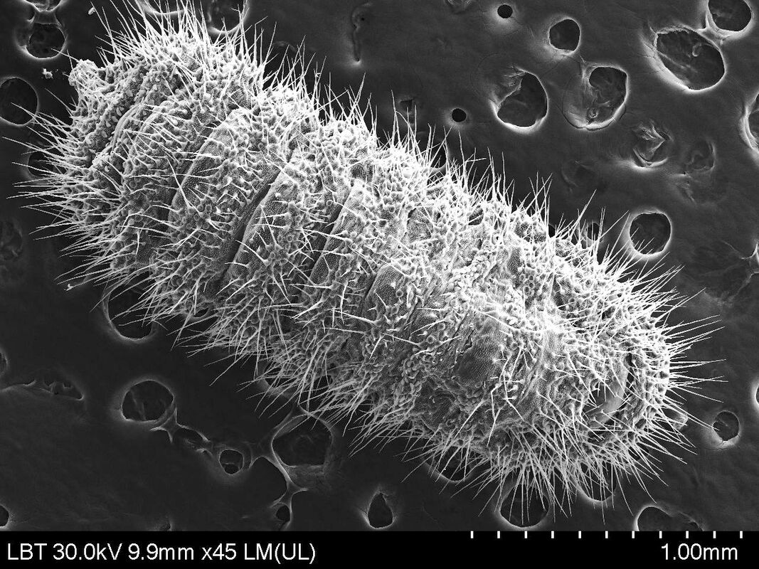 Maculinea alcon larva SEM