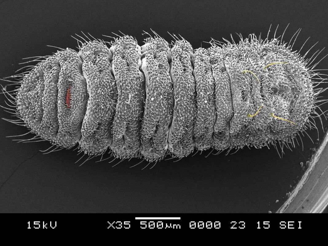 Maculinea nauisthous larva SEM