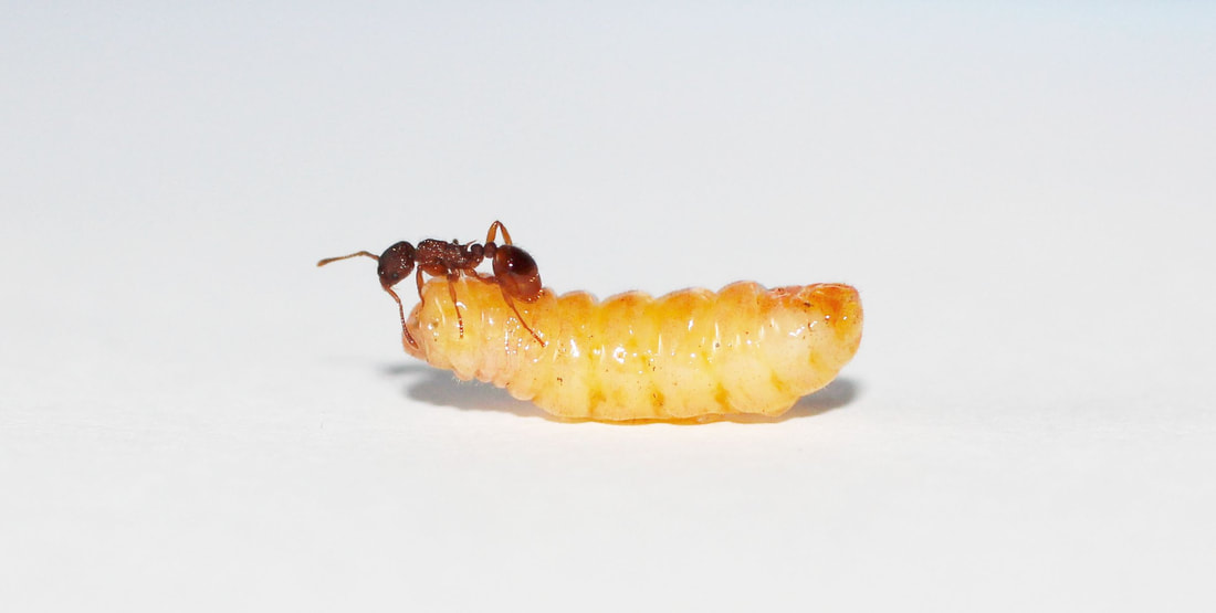 Maculinea alcon larva and Myrmica scabrinodis ant